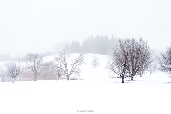 2018-01-09 Arboretum Fog 025s.jpg